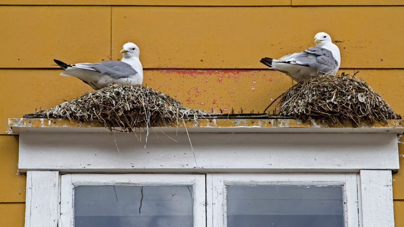 10 วิธีไล่นก ไม่ให้ทำรังใต้ชายคาอาคารอย่างสันติวิธี